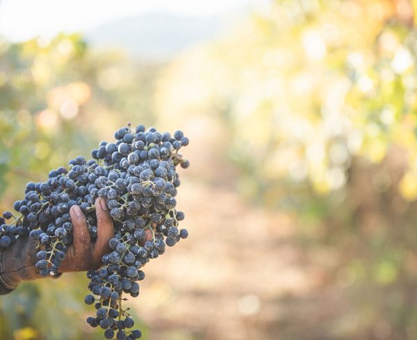 Hand holding harvested wine grapes.