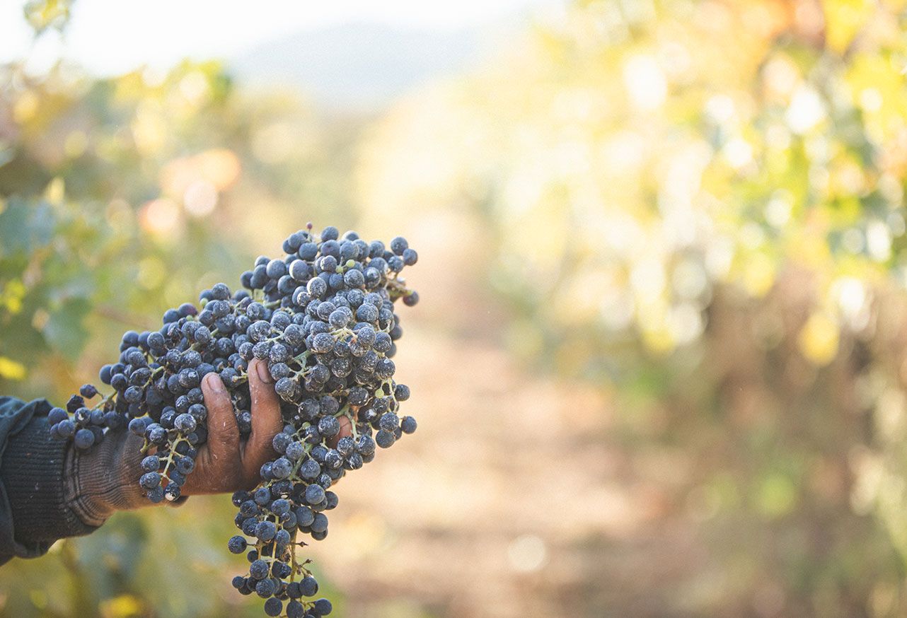 Hand holding harvested wine grapes.