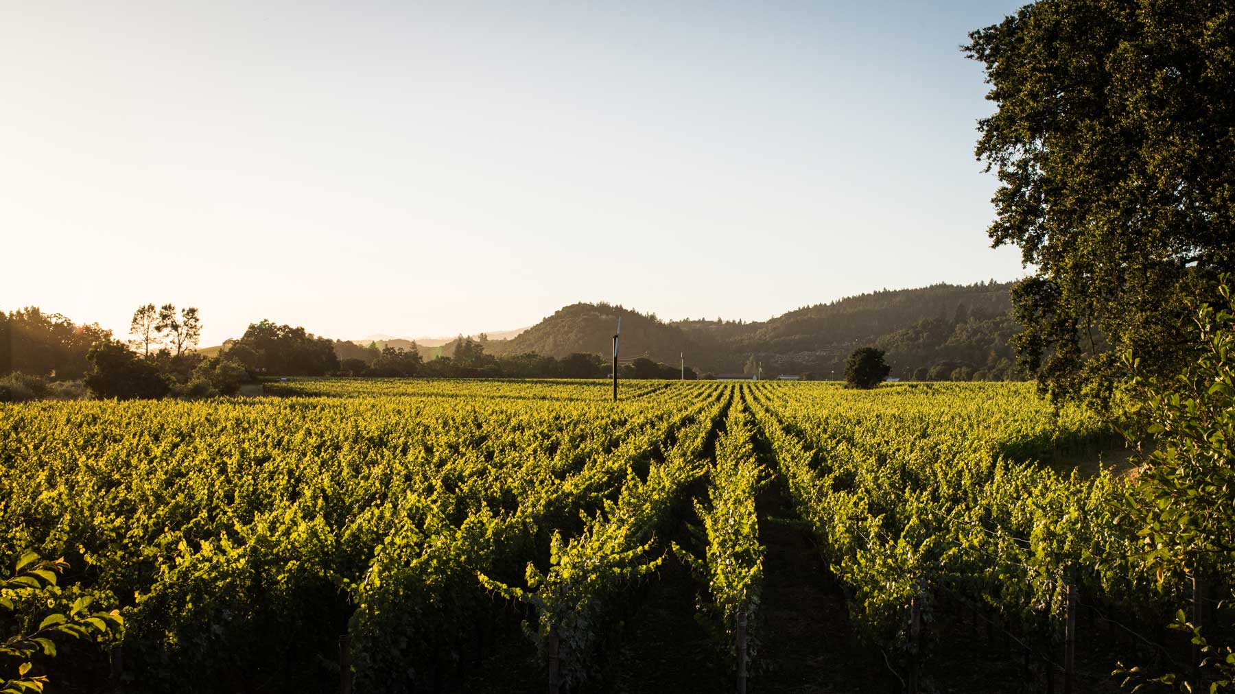 View of Trailside Vineyards