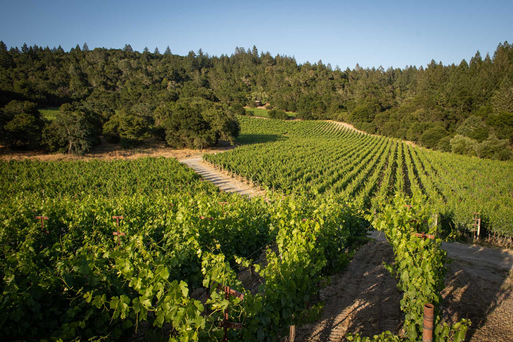 Haynes Vineyard grapevines.